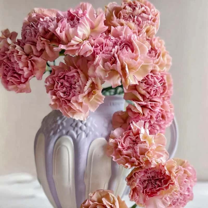 康乃馨-古巴爱情C