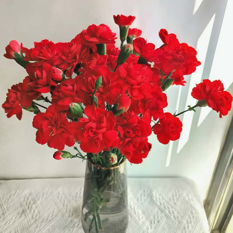 多头康-红芭芭拉C