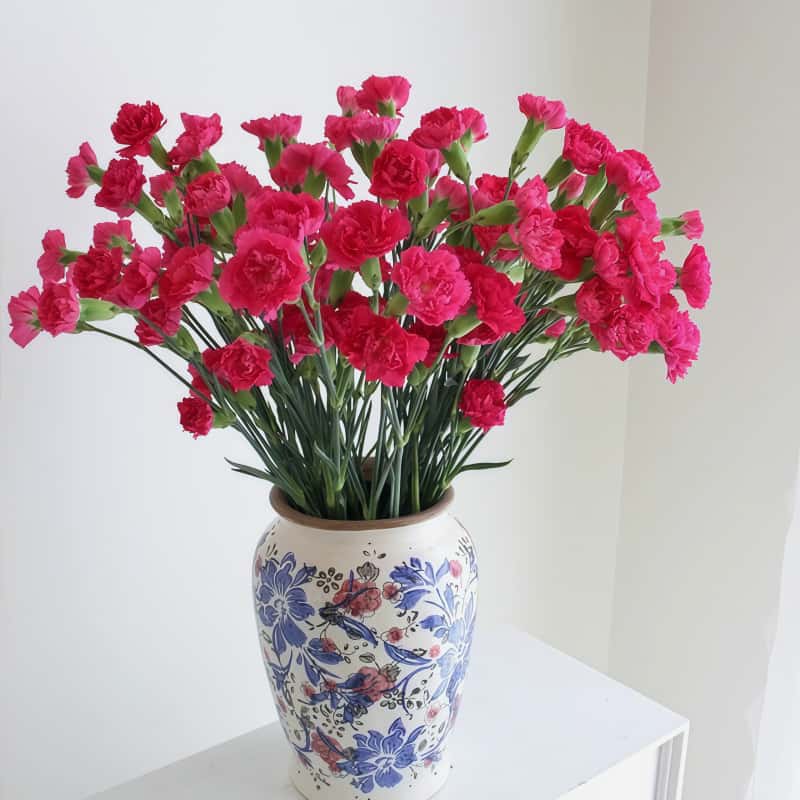 多头康-桃红芭芭拉A