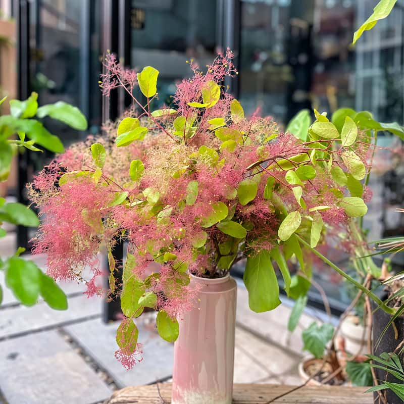 雾中情人-粉色A