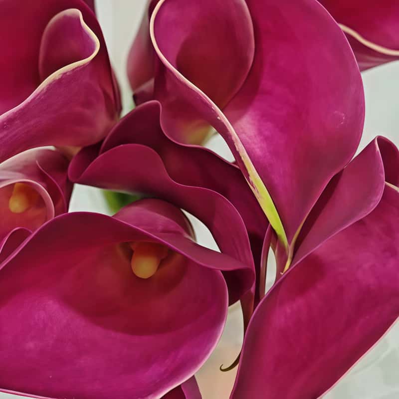 马蹄莲-幻想国产B