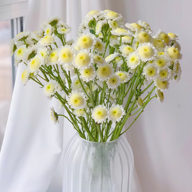 小菊-荷包蛋白B