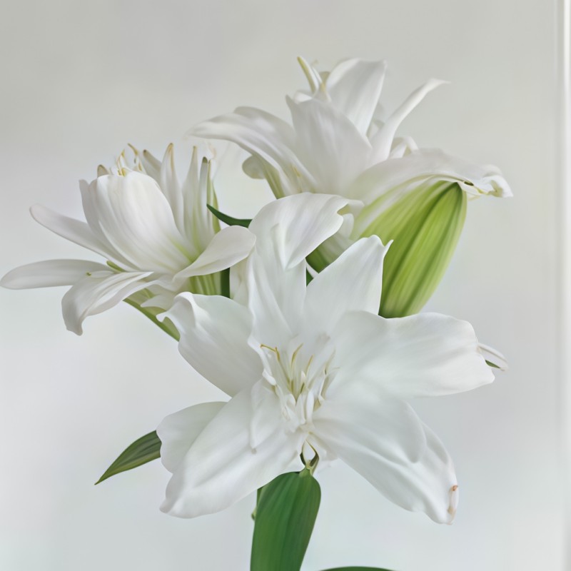 重瓣-白莲花多头B