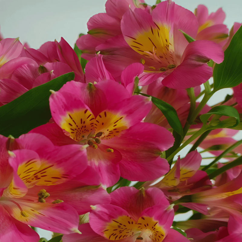 水仙百合-深粉B