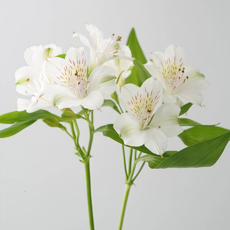 水仙百合-奶油A