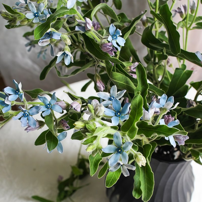 尖瓣蓝星花-蓝色B